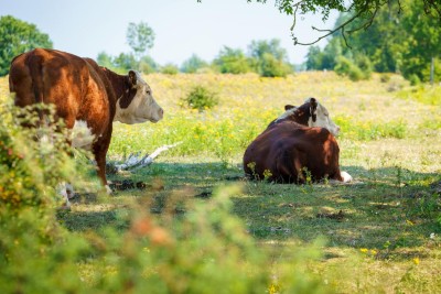 veehouderij